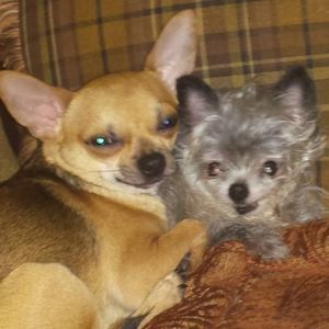 Meet your Posher, Terry